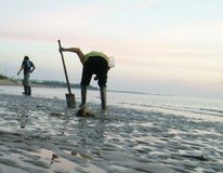 O número de mariscadores ilegais que faenan na ría poden ascender até o cento