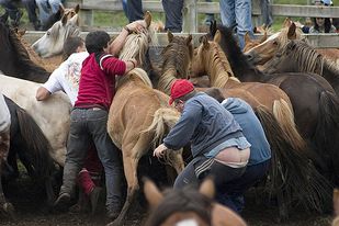 As rapas das bestas teñen unha gran tradición no país, esta fin de semana tócalle a Viveiro / Foto: Xaimex