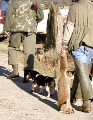 Imaxes da cacería do ano pasado en Portomarín, onde mataron 69 raposos / Imaxe: amarga